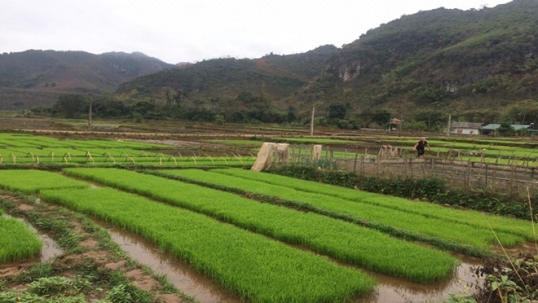 Vi phạm về sản xuất, buôn bán giống cây trồng có thể phạt đến 100 triệu đồng