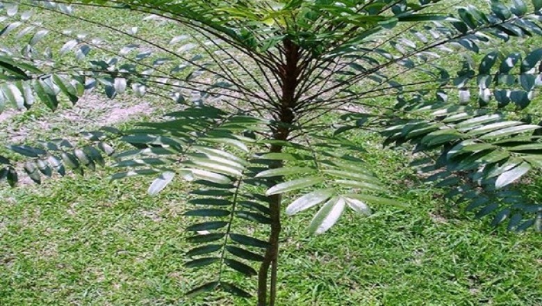 Nghiên cứu thành công tác dụng kháng viêm của cây bá bệnh