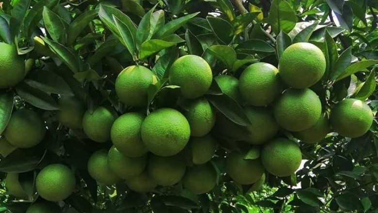 Trồng cam theo hướng hữu cơ sinh học