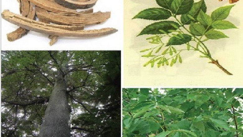 Phân biệt vị thuốc tần bì và trần bì