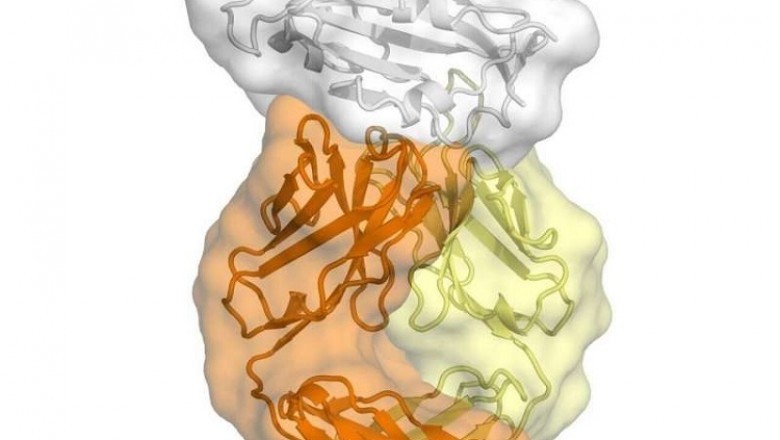 Phát hiện điểm yếu của Virus corona