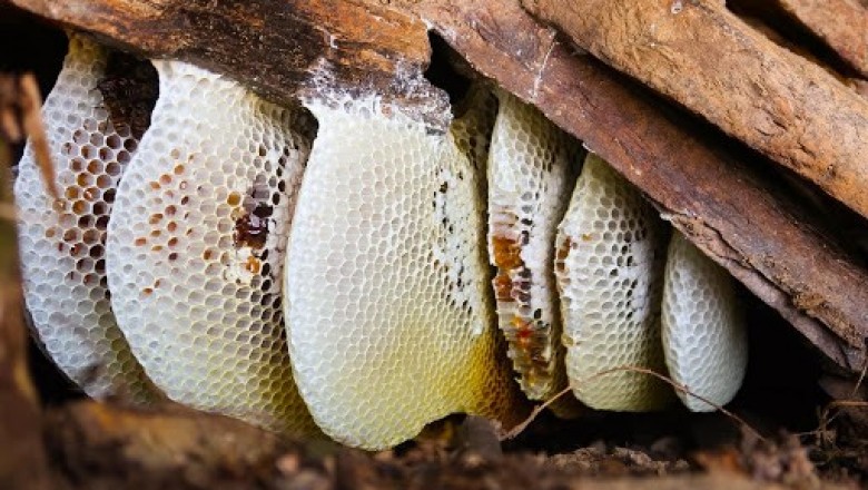 Thuốc tốt trị viêm phế quản từ Mật ong