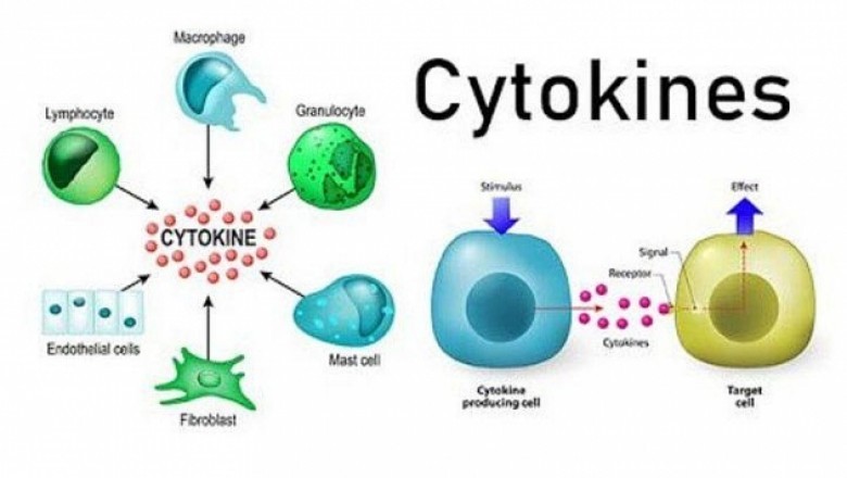 Hội chứng giải phóng Cytokine ở bệnh nhân Covid-19