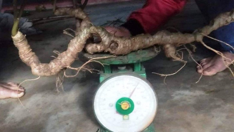 Doanh nhân Sài Gòn chi gần nửa tỷ đồng mua củ sâm Ngọc Linh 80 năm tuổi