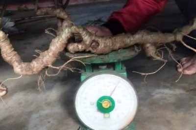 Doanh nhân Sài Gòn chi gần nửa tỷ đồng mua củ sâm Ngọc Linh 80 năm tuổi