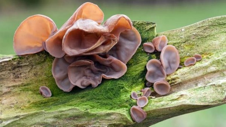 Những thực phẩm chứa chất cực độc gây ung thư gan