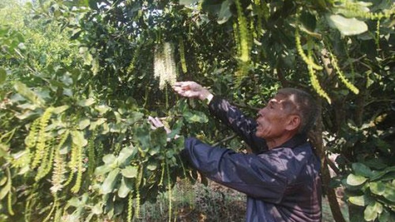 Lai Châu: Tỷ phú nông dân giữa thành phố 'trẻ'