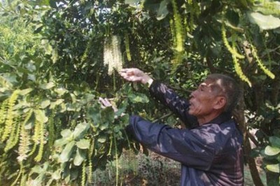 Lai Châu: Tỷ phú nông dân giữa thành phố 'trẻ'