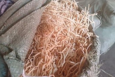 Phát hiện thảo dược nhập lậu ‘đội lốt’ củ cải, cà rốt