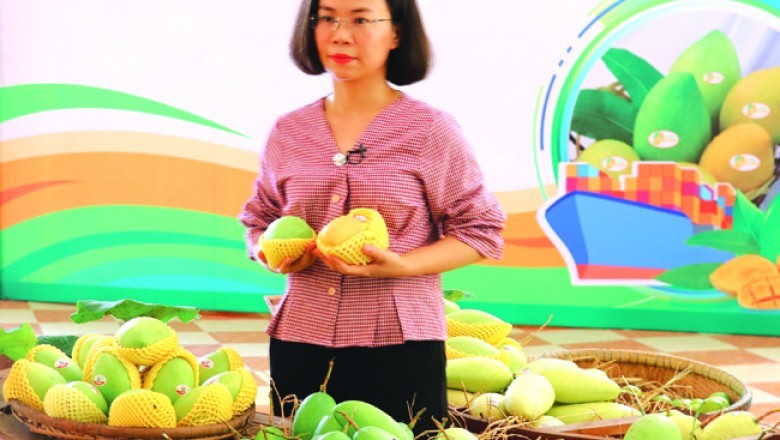 Sau vải thiều chiếm lĩnh thị trường Nhật, đến lượt xoài Sơn La đi Mỹ