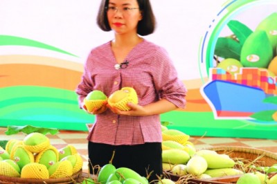 Sau vải thiều chiếm lĩnh thị trường Nhật, đến lượt xoài Sơn La đi Mỹ