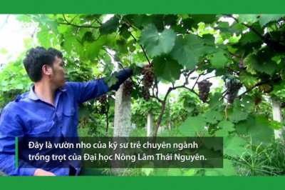 Kỹ sư trẻ trồng nho không hạt lãi khoảng 40 triệu đồng mỗi vụ
