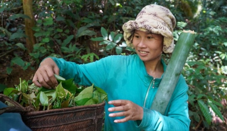 Đổ xô lên núi hái lá bép, rau lá bép là cây gì ?