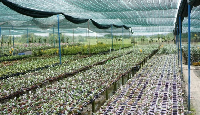 Kinh nghiệm phát triển hoa lan của Thái Lan và bài học cho Chương trình phát triển hoa lan của Thành phố Hồ Chí Minh