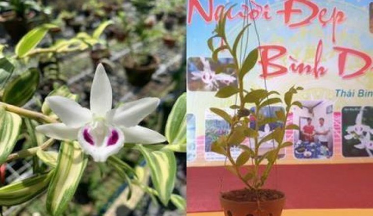 Phi điệp đột biến: Tiên đoán đau lòng của thầy Tám Ngọc