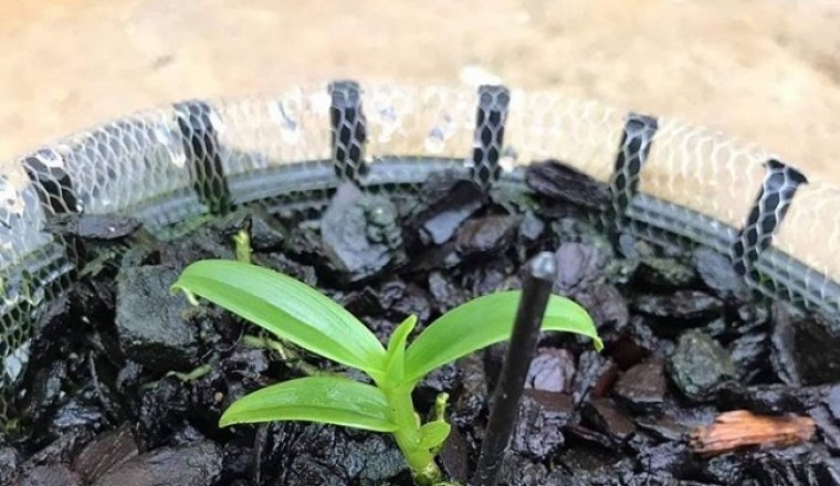 Viện của Bộ Nông nghiệp xuất bán vạn cây...Phi điệp đột biến