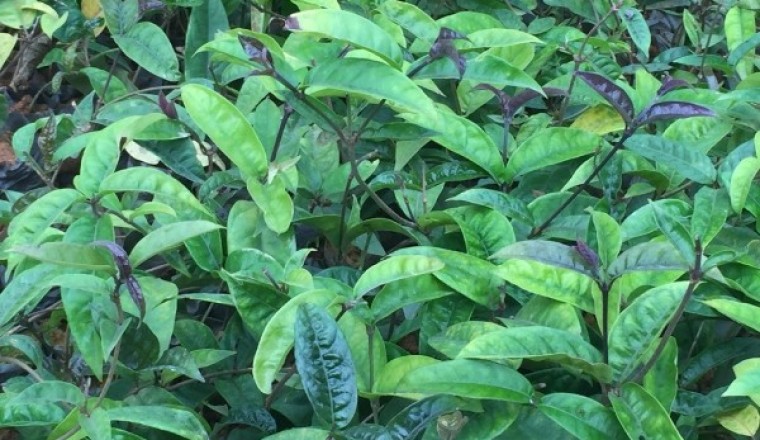Sản phẩm chống loãng xương từ cây ba kích tím