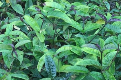Sản phẩm chống loãng xương từ cây ba kích tím