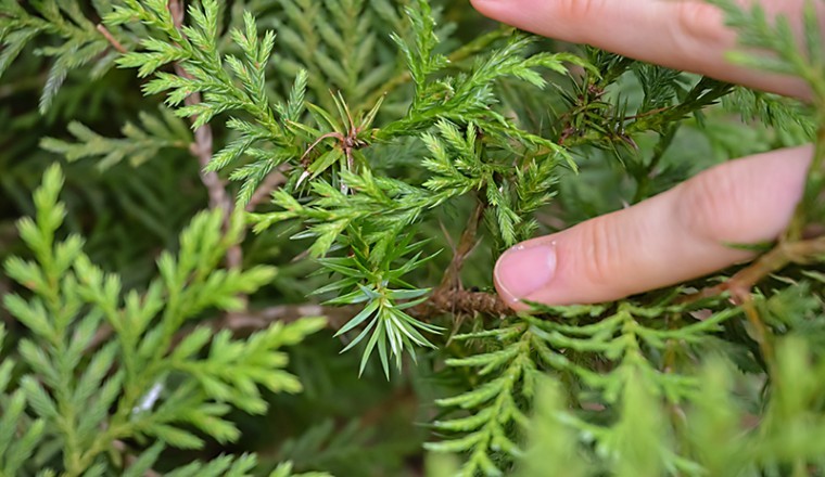Bách vàng, bách vàng Việt Nam, hoàng đàn vàng Việt Nam, trắc bách Quản Bạ, cây ché có tên khoa học Cupressus vietnamensis