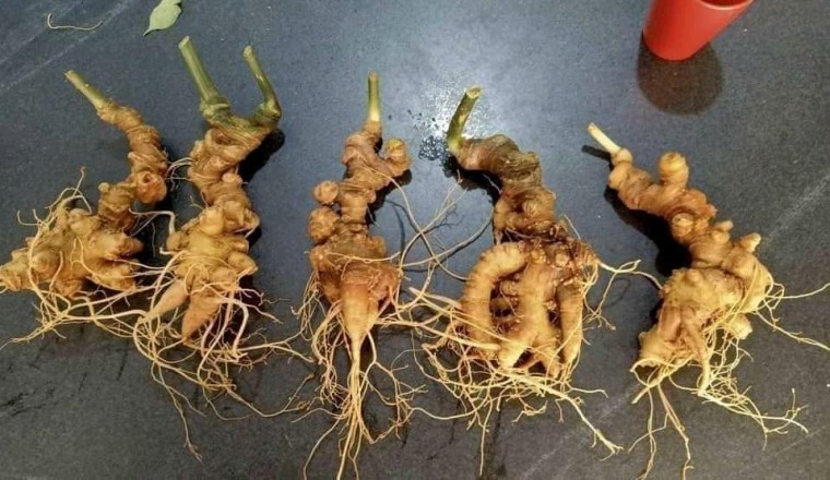 Sâm Ngọc Linh Việt Nam trồng 3 năm tuổi bao nhiêu tiền 1 kg bạn sẽ mua