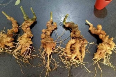 Sâm Ngọc Linh Việt Nam trồng 3 năm tuổi bao nhiêu tiền 1 kg bạn sẽ mua