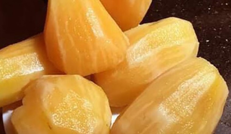 Cây Sâm Đất, Địa thàng thiên, Tuyết Liên Quả, Khoai sâm, Yacon, Hoàng cinco