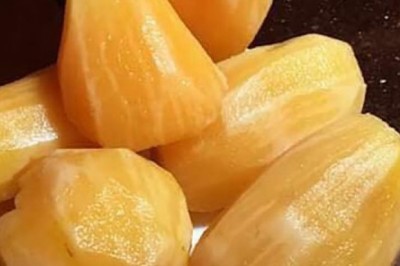 Cây Sâm Đất, Địa thàng thiên, Tuyết Liên Quả, Khoai sâm, Yacon, Hoàng cinco