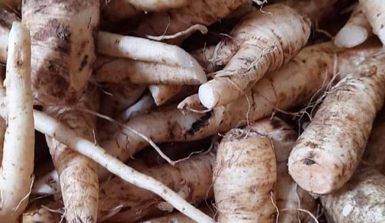 Làng đồi gò trước nghèo rớt mồng tơi nay đổi đời nhờ trồng thứ sâm bổ dưỡng này đây