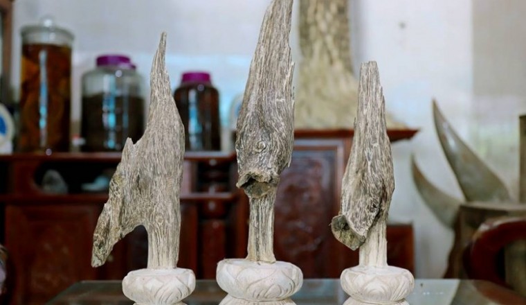 Nghề trồng cây dó trầm