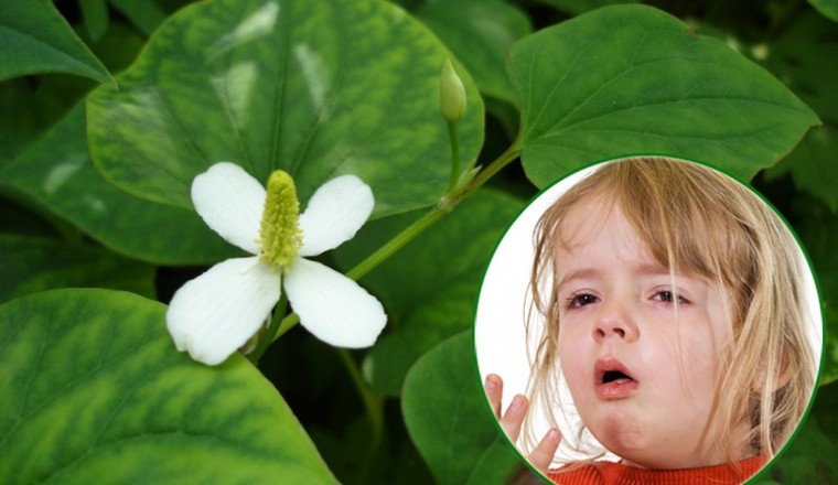 Bài thuốc chữa ho từ các loài hoa