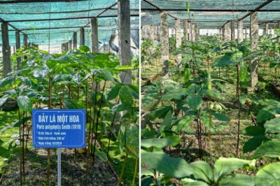 Cây dược liệu: Tài nguyên quý cần được bảo tồn và phát triển kinh tế