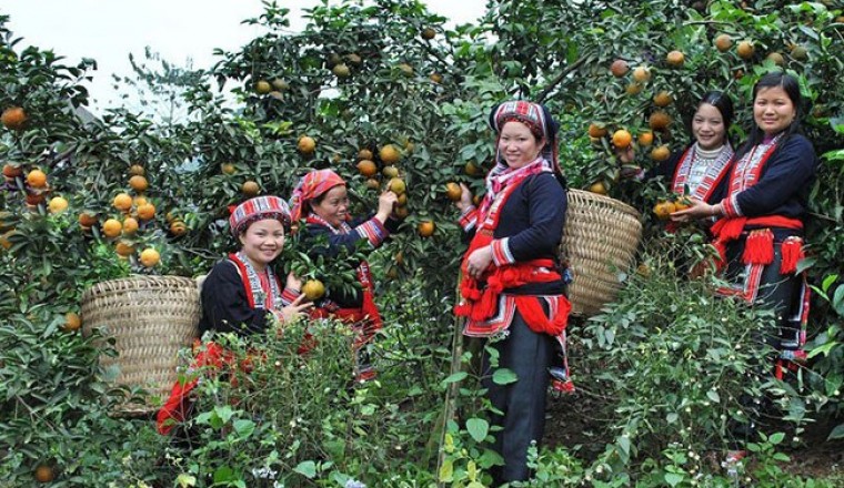 Tìm hướng tiêu thụ cho cam sành Hàm Yên