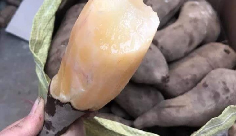 Trồng loại sâm Việt ngọt như lê, giá rẻ như khoai lang, kiếm chục triệu dễ dàng