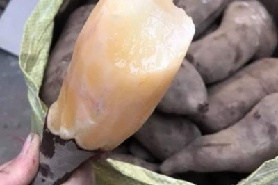 Trồng loại sâm Việt ngọt như lê, giá rẻ như khoai lang, kiếm chục triệu dễ dàng