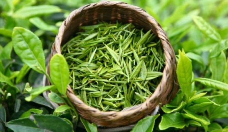 Người tăng huyết áp có nên uống trà xanh?