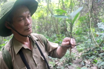 Sâm đá loài sâm quý nhất nhì của Việt Nam rất ít người biết