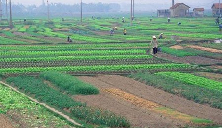 Cán bộ, công chức không được mua đất nông nghiệp?