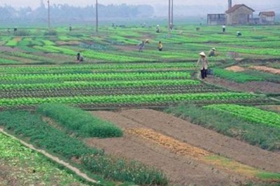 Cán bộ, công chức không được mua đất nông nghiệp?