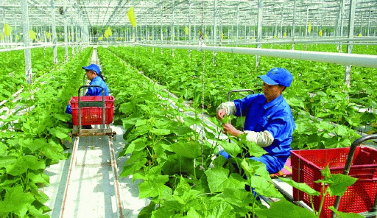 Hiệp định thương mại EVFTA: Cơ hội lớn với ngành Nông Nghiệp Sạch