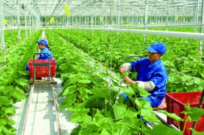 Hiệp định thương mại EVFTA: Cơ hội lớn với ngành Nông Nghiệp Sạch