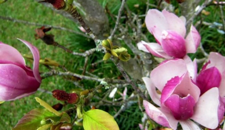 Tân di hoa chữa viêm xoang, hôi nách, xơ gan cổ trướng, huyết áo, đau răng..