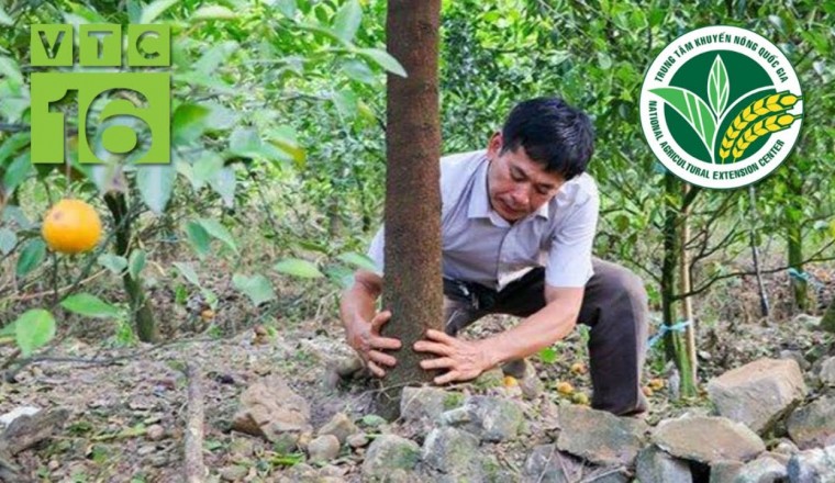 Đàn hương loài cây triệu đô, có đắt hơn vàng?