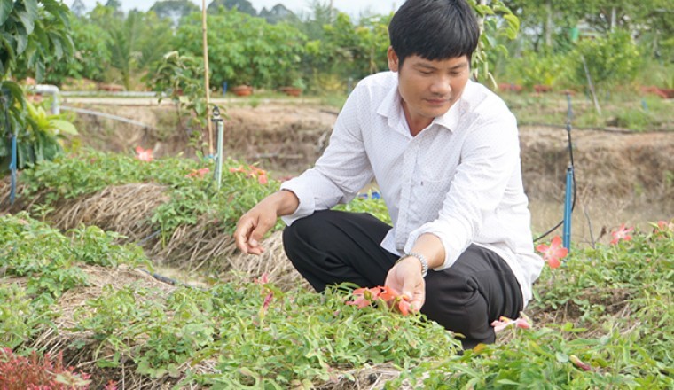 Thành công với mô hình trồng Sâm Bố Chính