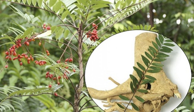 Nghiên cứu dược liệu: Phân lập hoạt chất chống ung thư từ rễ cây bá bệnh
