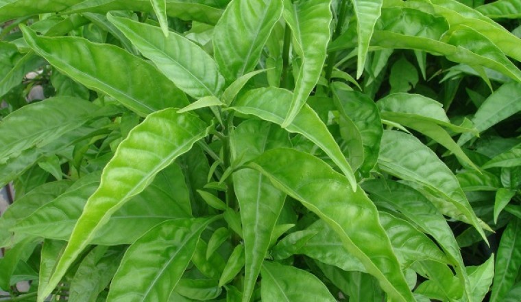 Trồng dược liệu: Cây Hoàn Ngọc dược liệu quý từ cây thuốc dân gian