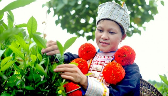 Chè Shan tuyết Hồng Thái, Đặc sản địa phương Na Hang, Tuyên Quang