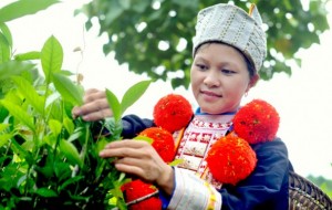 Chè Shan tuyết Hồng Thái, Đặc sản địa phương Na Hang, Tuyên Quang