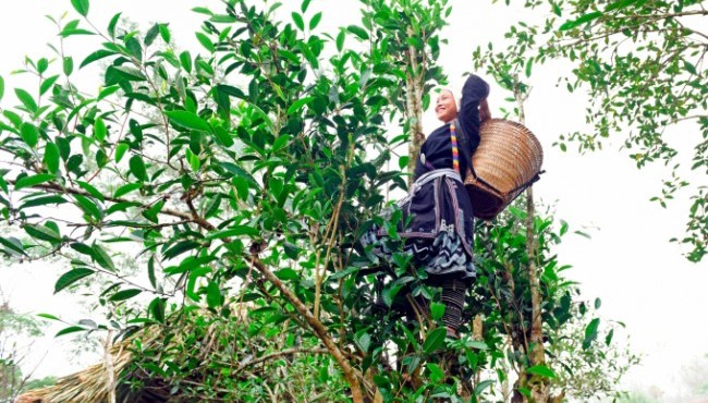 Đặc sản Tuyên Quang: Vùng chè hữu cơ lớn nhất xứ Tuyên