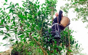 Đặc sản Tuyên Quang: Vùng chè hữu cơ lớn nhất xứ Tuyên