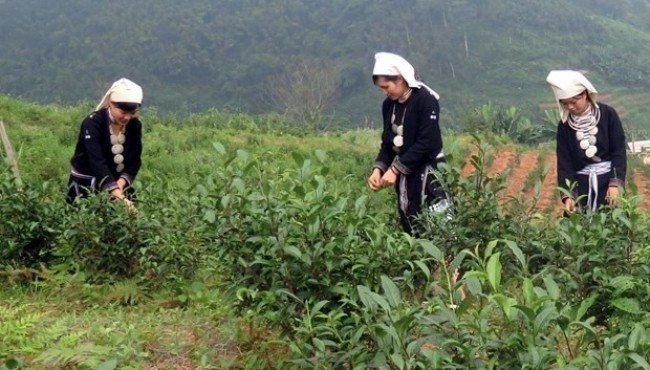 Kết nối phát triển: Xây dựng thương hiệu chè Shan tuyết